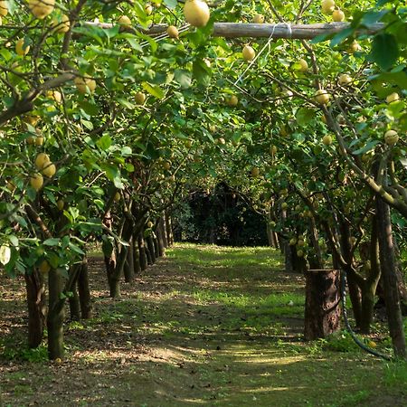 Giardino Di Nonno Lucio - Surrounded By Lemon Tree Villa Piano di Sorrento Exterior photo