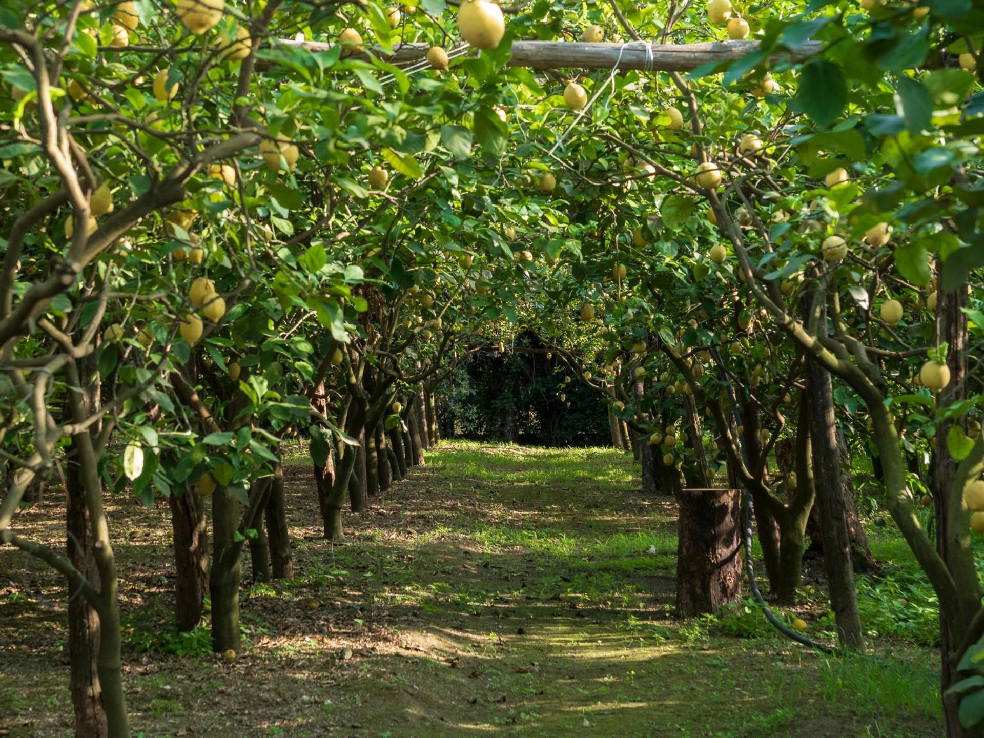Giardino Di Nonno Lucio - Surrounded By Lemon Tree Villa Piano di Sorrento Exterior photo