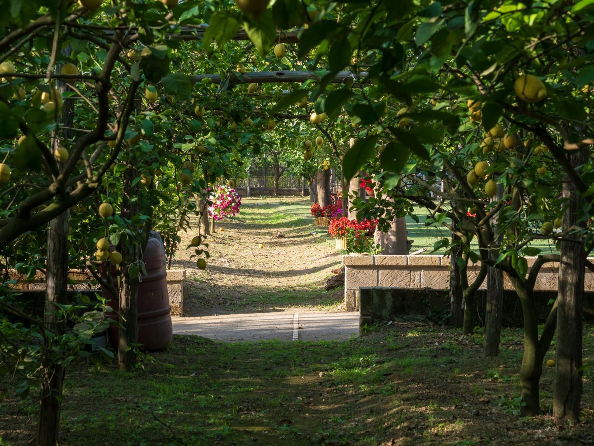Giardino Di Nonno Lucio - Surrounded By Lemon Tree Villa Piano di Sorrento Exterior photo