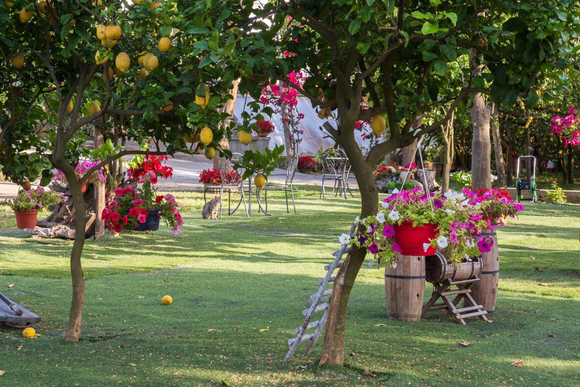 Giardino Di Nonno Lucio - Surrounded By Lemon Tree Villa Piano di Sorrento Exterior photo