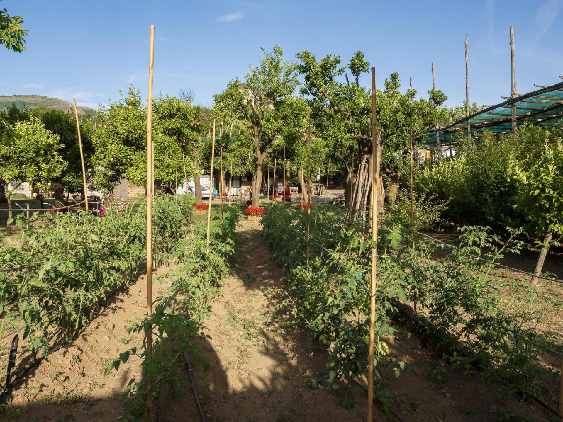 Giardino Di Nonno Lucio - Surrounded By Lemon Tree Villa Piano di Sorrento Exterior photo