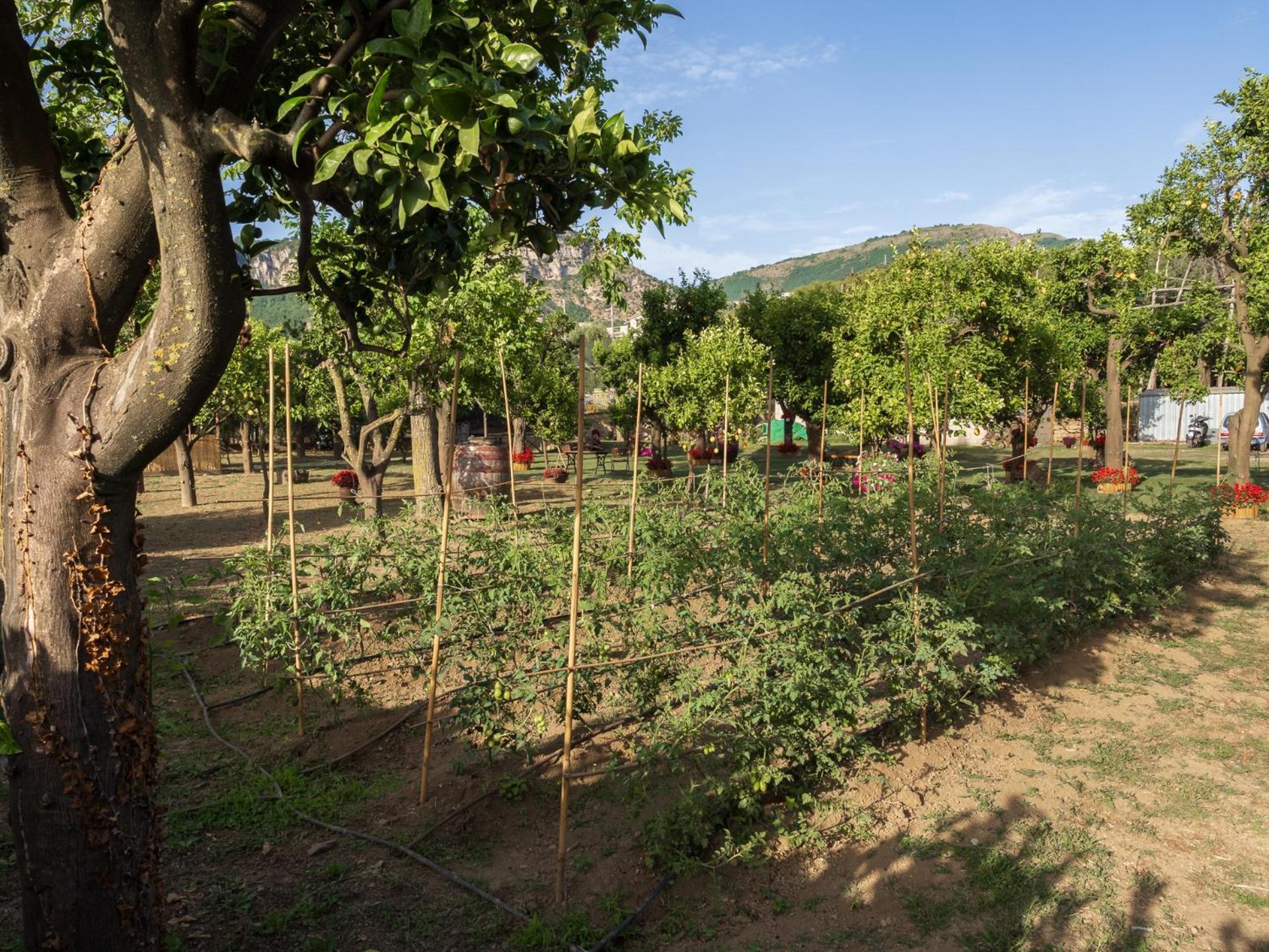 Giardino Di Nonno Lucio - Surrounded By Lemon Tree Villa Piano di Sorrento Exterior photo