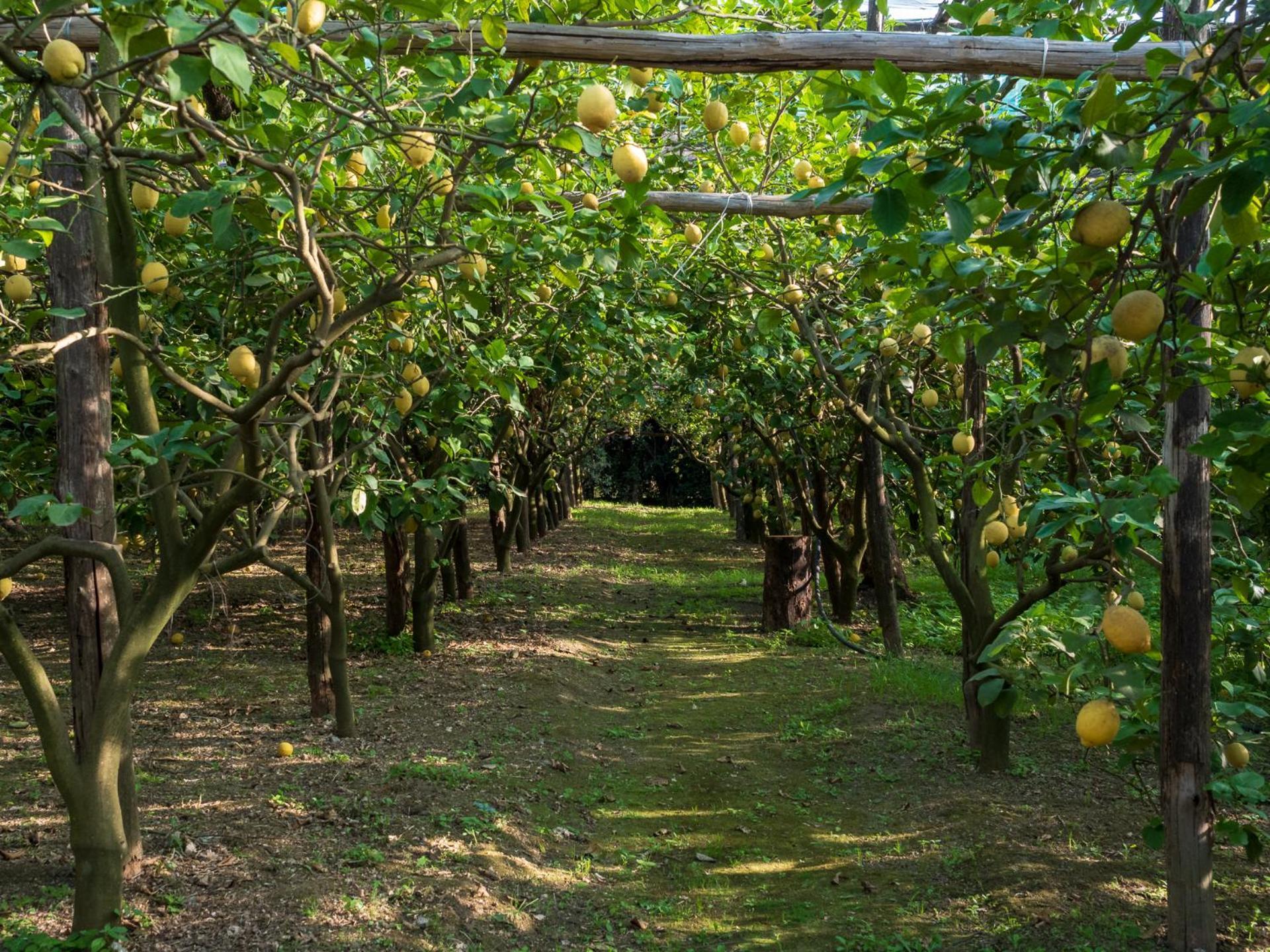 Giardino Di Nonno Lucio - Surrounded By Lemon Tree Villa Piano di Sorrento Exterior photo