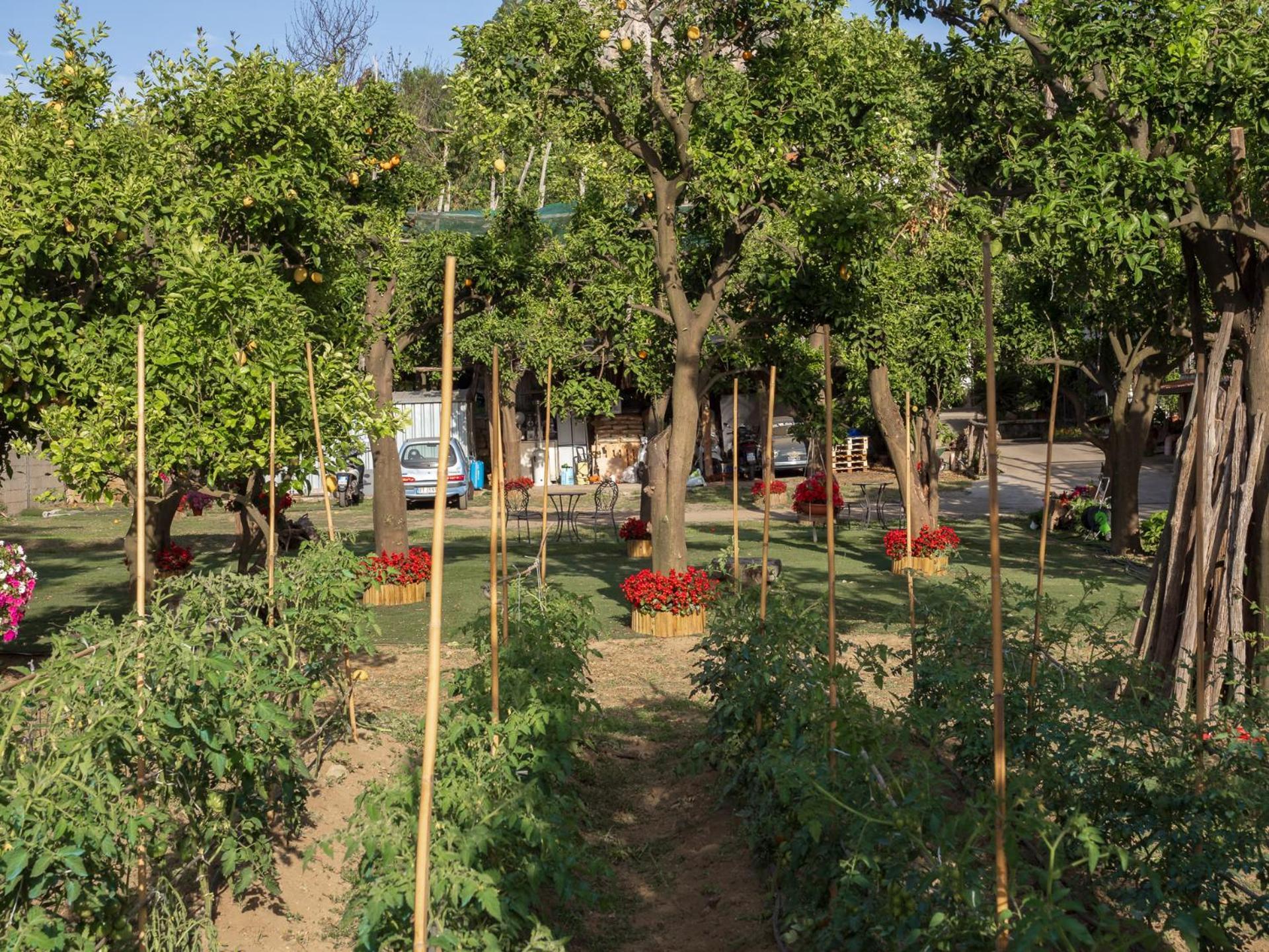 Giardino Di Nonno Lucio - Surrounded By Lemon Tree Villa Piano di Sorrento Exterior photo